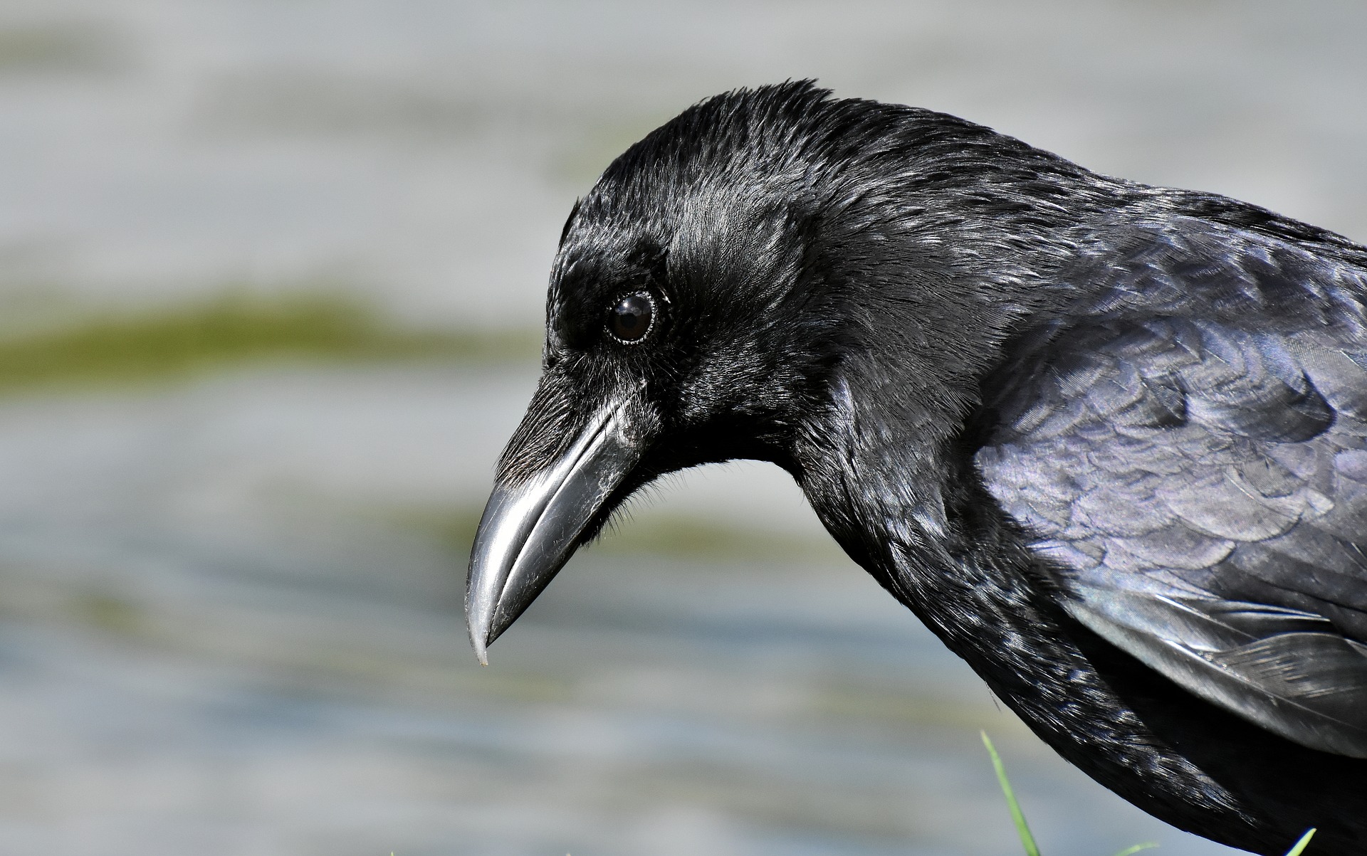 Zelfgenoegzaamheid ongezond scheidsrechter De slimme zwarte kraai - Vogelhuisjes-kopen