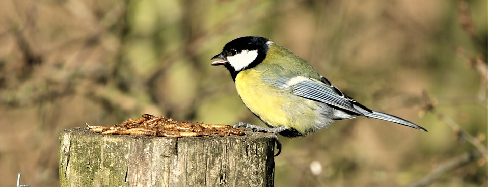 nestkastje koolmees