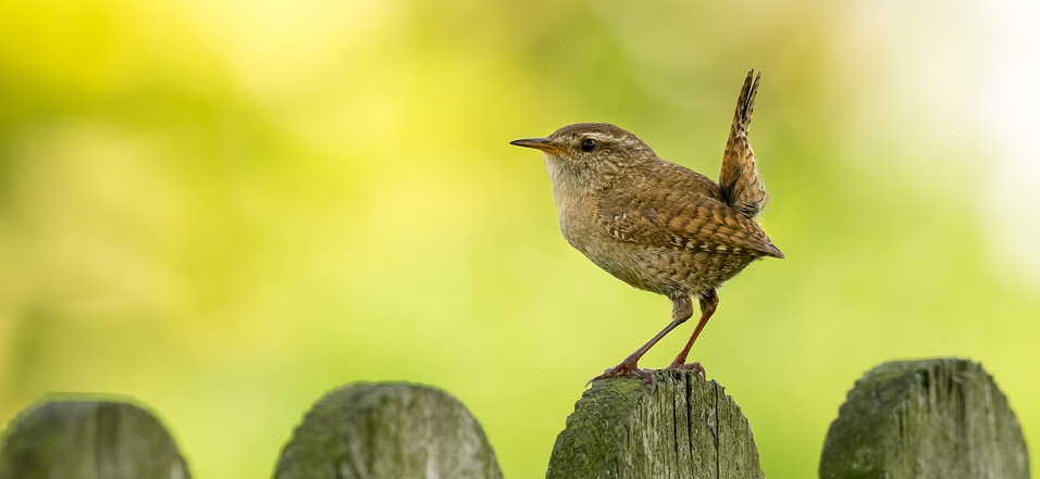 vogelhuisjes