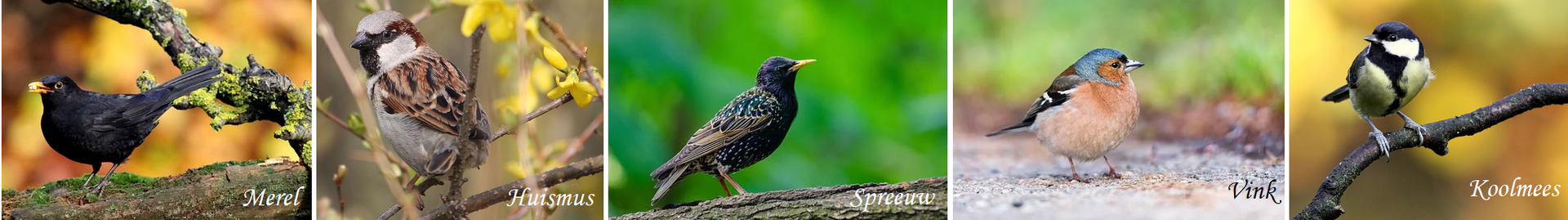 De meest voorkomende vogels in Nederland