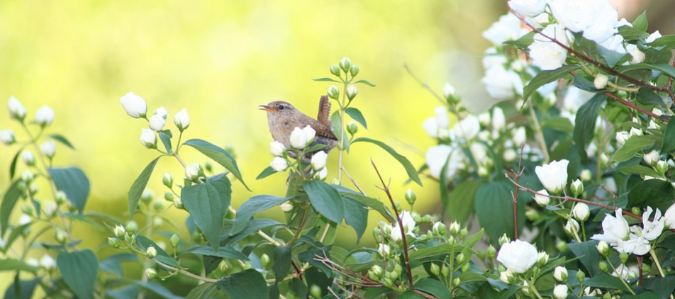 vogelhuisje ophangen