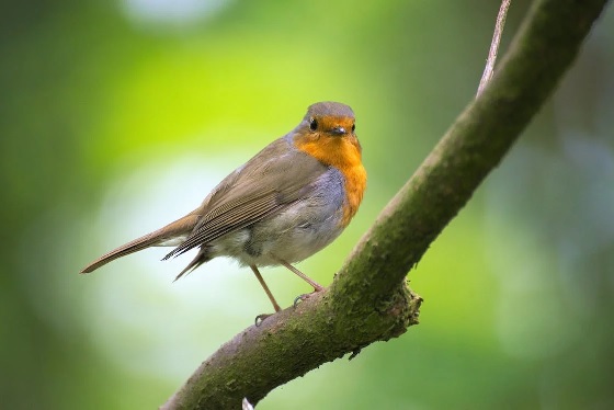 wat is de beste plek voor een vogelhuisje